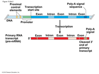 © 2014 Pearson Education, Inc.
Figure 15.8b-2
Proximal
control
elements
Transcription
start site
Promoter
Poly-A signal
sequence
DNA
Transcription
Exon Intron IntronExon Exon
Poly-A
signal
Primary RNA
transcript
(pre-mRNA)
5′
Cleaved 3′
end of
primary
transcript
Exon Intron Exon Intron Exon
 