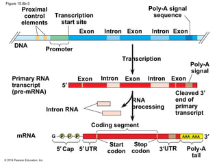 © 2014 Pearson Education, Inc.
Figure 15.8b-3
Proximal
control
elements
Transcription
start site
Promoter
Poly-A signal
sequence
DNA
Transcription
Exon Intron IntronExon Exon
Poly-A
signal
Primary RNA
transcript
(pre-mRNA)
5′
Cleaved 3′
end of
primary
transcript
Intron RNA
mRNA
RNA
processing
Coding segment
3′
5′ 5′ 3′Cap UTR
Start
codon
Stop
codon UTR Poly-A
tail
G P P P AAA…
AAA
Exon Intron Exon Intron Exon
 
