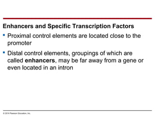 © 2014 Pearson Education, Inc.
 Proximal control elements are located close to the
promoter
 Distal control elements, groupings of which are
called enhancers, may be far away from a gene or
even located in an intron
Enhancers and Specific Transcription Factors
 