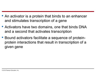© 2014 Pearson Education, Inc.
 An activator is a protein that binds to an enhancer
and stimulates transcription of a gene
 Activators have two domains, one that binds DNA
and a second that activates transcription
 Bound activators facilitate a sequence of protein-
protein interactions that result in transcription of a
given gene
 