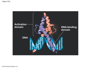 © 2014 Pearson Education, Inc.
Figure 15.9
Activation
domain
DNA
DNA-binding
domain
 
