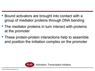 © 2014 Pearson Education, Inc.
 Bound activators are brought into contact with a
group of mediator proteins through DNA bending
 The mediator proteins in turn interact with proteins
at the promoter
 These protein-protein interactions help to assemble
and position the initiation complex on the promoter
Animation: Transcription Initiation
 