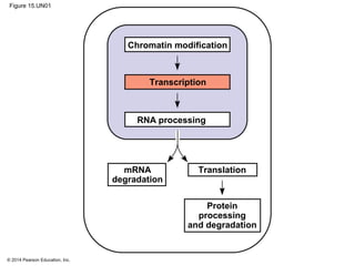 © 2014 Pearson Education, Inc.
Figure 15.UN01
Chromatin modification
Transcription
RNA processing
TranslationmRNA
degradation
Protein
processing
and degradation
 