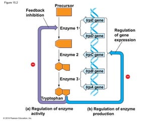 © 2014 Pearson Education, Inc.
Figure 15.2
Regulation
of gene
expression
Precursor
trpE gene
(a) Regulation of enzyme
activity
Feedback
inhibition
Enzyme 1
Enzyme 2
Enzyme 3
Tryptophan
(b) Regulation of enzyme
production
trpD gene
trpC gene
trpB gene
trpA gene
 