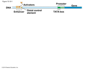 © 2014 Pearson Education, Inc.
Figure 15.10-1
DNA
Enhancer
Distal control
element
Activators Promoter
Gene
TATA box
 