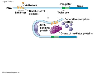 © 2014 Pearson Education, Inc.
Figure 15.10-2
DNA
Enhancer
Distal control
element
Activators Promoter
Gene
TATA box
DNA-
bending
protein
Group of mediator proteins
General transcription
factors
 