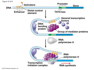 © 2014 Pearson Education, Inc.
Figure 15.10-3
DNA
Enhancer
Distal control
element
Activators Promoter
Gene
TATA box
DNA-
bending
protein
Group of mediator proteins
General transcription
factors
RNA
polymerase II
RNA
polymerase II
RNA synthesis
Transcription
initiation complex
 