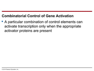 © 2014 Pearson Education, Inc.
 A particular combination of control elements can
activate transcription only when the appropriate
activator proteins are present
Combinatorial Control of Gene Activation
 