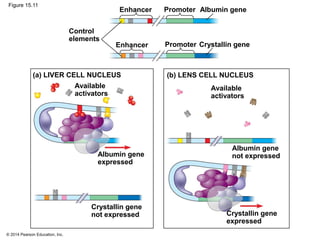 © 2014 Pearson Education, Inc.
Figure 15.11
Albumin gene
Crystallin gene
Promoter
Promoter
(b) LENS CELL NUCLEUS
Available
activators
Albumin gene
not expressed
Crystallin gene
expressed
Crystallin gene
not expressed
Albumin gene
expressed
Available
activators
(a) LIVER CELL NUCLEUS
Control
elements
Enhancer
Enhancer
 