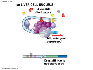 © 2014 Pearson Education, Inc.
Figure 15.11a
Crystallin gene
not expressed
Albumin gene
expressed
Available
activators
(a) LIVER CELL NUCLEUS
 