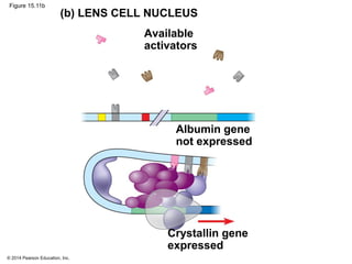 © 2014 Pearson Education, Inc.
Figure 15.11b
(b) LENS CELL NUCLEUS
Available
activators
Albumin gene
not expressed
Crystallin gene
expressed
 