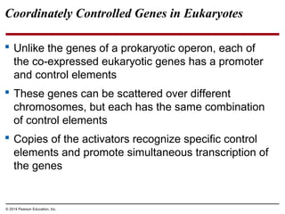 © 2014 Pearson Education, Inc.
Coordinately Controlled Genes in Eukaryotes
 Unlike the genes of a prokaryotic operon, each of
the co-expressed eukaryotic genes has a promoter
and control elements
 These genes can be scattered over different
chromosomes, but each has the same combination
of control elements
 Copies of the activators recognize specific control
elements and promote simultaneous transcription of
the genes
 