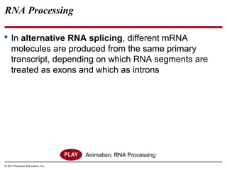 © 2014 Pearson Education, Inc.
RNA Processing
 In alternative RNA splicing, different mRNA
molecules are produced from the same primary
transcript, depending on which RNA segments are
treated as exons and which as introns
Animation: RNA Processing
 