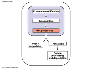 © 2014 Pearson Education, Inc.
Figure 15.UN02
Chromatin modification
Transcription
RNA processing
TranslationmRNA
degradation
Protein
processing
and degradation
 