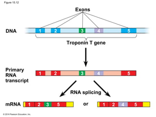 © 2014 Pearson Education, Inc.
Figure 15.12
DNA
Primary
RNA
transcript
mRNA or
Exons
Troponin T gene
RNA splicing
1 2 3 4 5
1 2 3 5 1 2 4 5
1 2 3 4 5
 