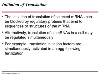 © 2014 Pearson Education, Inc.
Initiation of Translation
 The initiation of translation of selected mRNAs can
be blocked by regulatory proteins that bind to
sequences or structures of the mRNA
 Alternatively, translation of all mRNAs in a cell may
be regulated simultaneously
 For example, translation initiation factors are
simultaneously activated in an egg following
fertilization
 
