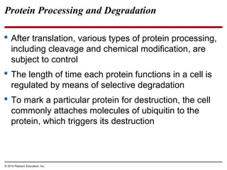 © 2014 Pearson Education, Inc.
Protein Processing and Degradation
 After translation, various types of protein processing,
including cleavage and chemical modification, are
subject to control
 The length of time each protein functions in a cell is
regulated by means of selective degradation
 To mark a particular protein for destruction, the cell
commonly attaches molecules of ubiquitin to the
protein, which triggers its destruction
 