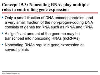 © 2014 Pearson Education, Inc.
Concept 15.3: Noncoding RNAs play multiple
roles in controlling gene expression
 Only a small fraction of DNA encodes proteins, and
a very small fraction of the non-protein-coding DNA
consists of genes for RNA such as rRNA and tRNA
 A significant amount of the genome may be
transcribed into noncoding RNAs (ncRNAs)
 Noncoding RNAs regulate gene expression at
several points
 