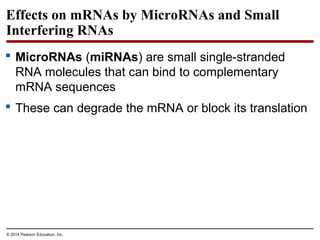 © 2014 Pearson Education, Inc.
Effects on mRNAs by MicroRNAs and Small
Interfering RNAs
 MicroRNAs (miRNAs) are small single-stranded
RNA molecules that can bind to complementary
mRNA sequences
 These can degrade the mRNA or block its translation
 