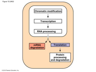 © 2014 Pearson Education, Inc.
Figure 15.UN03
Chromatin modification
Transcription
RNA processing
TranslationmRNA
degradation
Protein
processing
and degradation
 