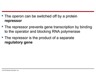 © 2014 Pearson Education, Inc.
 The operon can be switched off by a protein
repressor
 The repressor prevents gene transcription by binding
to the operator and blocking RNA polymerase
 The repressor is the product of a separate
regulatory gene
 