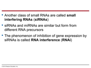 © 2014 Pearson Education, Inc.
 Another class of small RNAs are called small
interfering RNAs (siRNAs)
 siRNAs and miRNAs are similar but form from
different RNA precursors
 The phenomenon of inhibition of gene expression by
siRNAs is called RNA interference (RNAi)
 