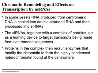 © 2014 Pearson Education, Inc.
Chromatin Remodeling and Effects on
Transcription by ncRNAs
 In some yeasts RNA produced from centromeric
DNA is copied into double-stranded RNA and then
processed into siRNAs
 The siRNAs, together with a complex of proteins, act
as a homing device to target transcripts being made
from centromeric sequences
 Proteins in the complex then recruit enzymes that
modify the chromatin to form the highly condensed
heterochromatin found at the centromere
 