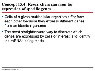 © 2014 Pearson Education, Inc.
Concept 15.4: Researchers can monitor
expression of specific genes
 Cells of a given multicellular organism differ from
each other because they express different genes
from an identical genome
 The most straightforward way to discover which
genes are expressed by cells of interest is to identify
the mRNAs being made
 
