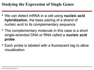 © 2014 Pearson Education, Inc.
Studying the Expression of Single Genes
 We can detect mRNA in a cell using nucleic acid
hybridization, the base pairing of a strand of
nucleic acid to its complementary sequence
 The complementary molecule in this case is a short
single-stranded DNA or RNA called a nucleic acid
probe
 Each probe is labeled with a fluorescent tag to allow
visualization
 