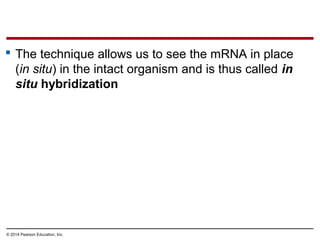 © 2014 Pearson Education, Inc.
 The technique allows us to see the mRNA in place
(in situ) in the intact organism and is thus called in
situ hybridization
 