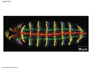 © 2014 Pearson Education, Inc.
Figure 15.14
50 µm
 