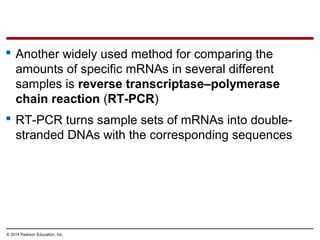 © 2014 Pearson Education, Inc.
 Another widely used method for comparing the
amounts of specific mRNAs in several different
samples is reverse transcriptase–polymerase
chain reaction (RT-PCR)
 RT-PCR turns sample sets of mRNAs into double-
stranded DNAs with the corresponding sequences
 