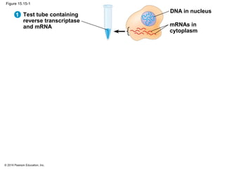 © 2014 Pearson Education, Inc.
Figure 15.15-1
Test tube containing
reverse transcriptase
and mRNA
DNA in nucleus
mRNAs in
cytoplasm
1
 