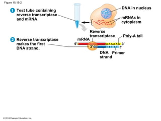 © 2014 Pearson Education, Inc.
Figure 15.15-2
Test tube containing
reverse transcriptase
and mRNA
DNA in nucleus
mRNAs in
cytoplasm
Reverse transcriptase
makes the first
DNA strand.
Reverse
transcriptase
mRNA
Poly-A tail
DNA
strand
Primer
5′
3′
3′
5′
A A A A A A
T
1
2
T T T T
 