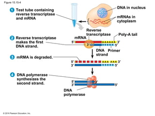 © 2014 Pearson Education, Inc.
Figure 15.15-4
Test tube containing
reverse transcriptase
and mRNA
DNA in nucleus
mRNAs in
cytoplasm
Reverse transcriptase
makes the first
DNA strand.
Reverse
transcriptase
mRNA
Poly-A tail
DNA
strand
Primer
5′
3′
3′
5′
A A A A A A
1
2
mRMA is degraded.3
5′
3′
3′
5′
A A A A A A
DNA polymerase
synthesizes the
second strand.
DNA
polymerase
5′
3′
3′
5′
4
T
T T T T T
T T T T
 
