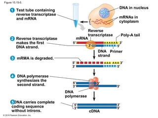 © 2014 Pearson Education, Inc.
Figure 15.15-5
Test tube containing
reverse transcriptase
and mRNA
DNA in nucleus
mRNAs in
cytoplasm
Reverse transcriptase
makes the first
DNA strand.
Reverse
transcriptase
mRNA
Poly-A tail
DNA
strand
Primer
5′
3′
3′
5′
A A A A A A
1
2
mRMA is degraded.3
5′
3′
3′
5′
A A A A A A
DNA polymerase
synthesizes the
second strand.
DNA
polymerase
5′
3′
3′
5′
4
5′
3′
3′
5′
cDNA
cDNA carries complete
coding sequence
without introns.
5
T
T T T T T
T T T T
 