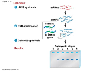 © 2014 Pearson Education, Inc.
Figure 15.16
mRNAs
cDNAs
Embryonic stages
1
cDNA synthesis
PCR amplification
Gel electrophoresis
Results
Technique
1
2
3
Primers
β-globin
gene
2 3 4 5 6
 