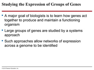 © 2014 Pearson Education, Inc.
Studying the Expression of Groups of Genes
 A major goal of biologists is to learn how genes act
together to produce and maintain a functioning
organism
 Large groups of genes are studied by a systems
approach
 Such approaches allow networks of expression
across a genome to be identified
 