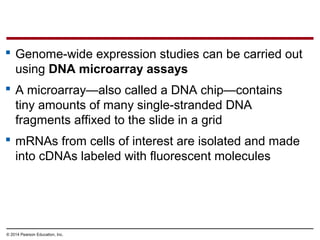 © 2014 Pearson Education, Inc.
 Genome-wide expression studies can be carried out
using DNA microarray assays
 A microarray—also called a DNA chip—contains
tiny amounts of many single-stranded DNA
fragments affixed to the slide in a grid
 mRNAs from cells of interest are isolated and made
into cDNAs labeled with fluorescent molecules
 