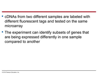 © 2014 Pearson Education, Inc.
 cDNAs from two different samples are labeled with
different fluorescent tags and tested on the same
microarray
 The experiment can identify subsets of genes that
are being expressed differently in one sample
compared to another
 