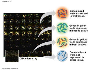 © 2014 Pearson Education, Inc.
Figure 15.17
Genes in red
wells expressed
in first tissue.
Genes in green
wells expressed
in second tissue.
Genes in yellow
wells expressed
in both tissues.
Genes in black
wells not
expressed in
either tissue.
DNA microarray
 