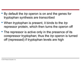 © 2014 Pearson Education, Inc.
 By default the trp operon is on and the genes for
tryptophan synthesis are transcribed
 When tryptophan is present, it binds to the trp
repressor protein, which then turns the operon off
 The repressor is active only in the presence of its
corepressor tryptophan; thus the trp operon is turned
off (repressed) if tryptophan levels are high
 