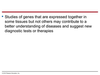 © 2014 Pearson Education, Inc.
 Studies of genes that are expressed together in
some tissues but not others may contribute to a
better understanding of diseases and suggest new
diagnostic tests or therapies
 
