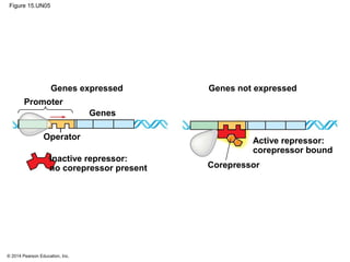 © 2014 Pearson Education, Inc.
Figure 15.UN05
Genes expressed Genes not expressed
Corepressor
Operator
Promoter
Genes
Active repressor:
corepressor bound
Inactive repressor:
no corepressor present
 