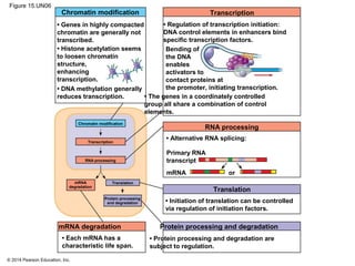 © 2014 Pearson Education, Inc.
Figure 15.UN06
Chromatin modification Transcription
RNA processing
Translation
mRNA degradation Protein processing and degradation
• Protein processing and degradation are
subject to regulation.
• Each mRNA has a
characteristic life span.
• Initiation of translation can be controlled
via regulation of initiation factors.
mRNA or
Primary RNA
transcript
• Alternative RNA splicing:
• The genes in a coordinately controlled
group all share a combination of control
elements.
• Regulation of transcription initiation:
DNA control elements in enhancers bind
specific transcription factors.
Bending of
the DNA
enables
activators to
contact proteins at
the promoter, initiating transcription.
• Genes in highly compacted
chromatin are generally not
transcribed.
• Histone acetylation seems
to loosen chromatin
structure,
enhancing
transcription.
• DNA methylation generally
reduces transcription.
Chromatin modification
Transcription
RNA processing
mRNA
degradation
Translation
Protein processing
and degradation
 