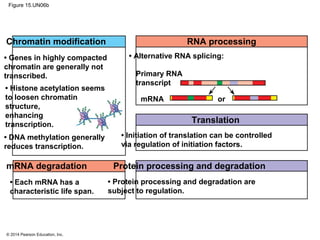 © 2014 Pearson Education, Inc.
Figure 15.UN06b
Chromatin modification
• Genes in highly compacted
chromatin are generally not
transcribed.
• Histone acetylation seems
to loosen chromatin
structure,
enhancing
transcription.
• DNA methylation generally
reduces transcription.
RNA processing
mRNA or
Primary RNA
transcript
• Alternative RNA splicing:
Translation
Protein processing and degradation
• Protein processing and degradation are
subject to regulation.
• Initiation of translation can be controlled
via regulation of initiation factors.
mRNA degradation
• Each mRNA has a
characteristic life span.
 