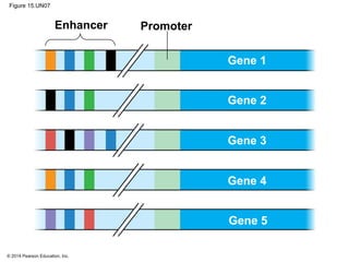 © 2014 Pearson Education, Inc.
Figure 15.UN07
PromoterEnhancer
Gene 1
Gene 2
Gene 3
Gene 4
Gene 5
 