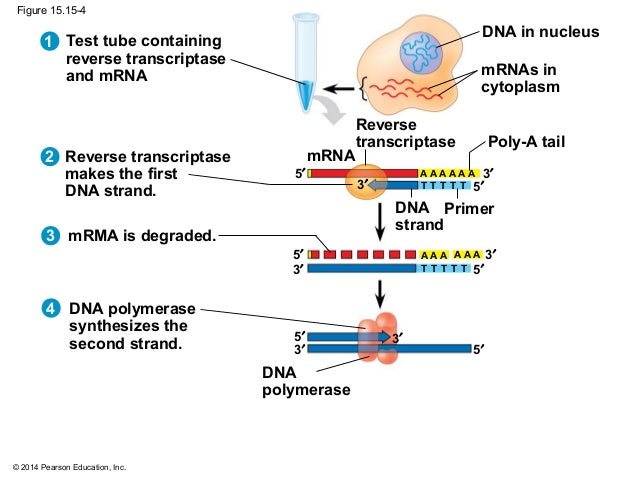 Biology In Focus Chapter 15