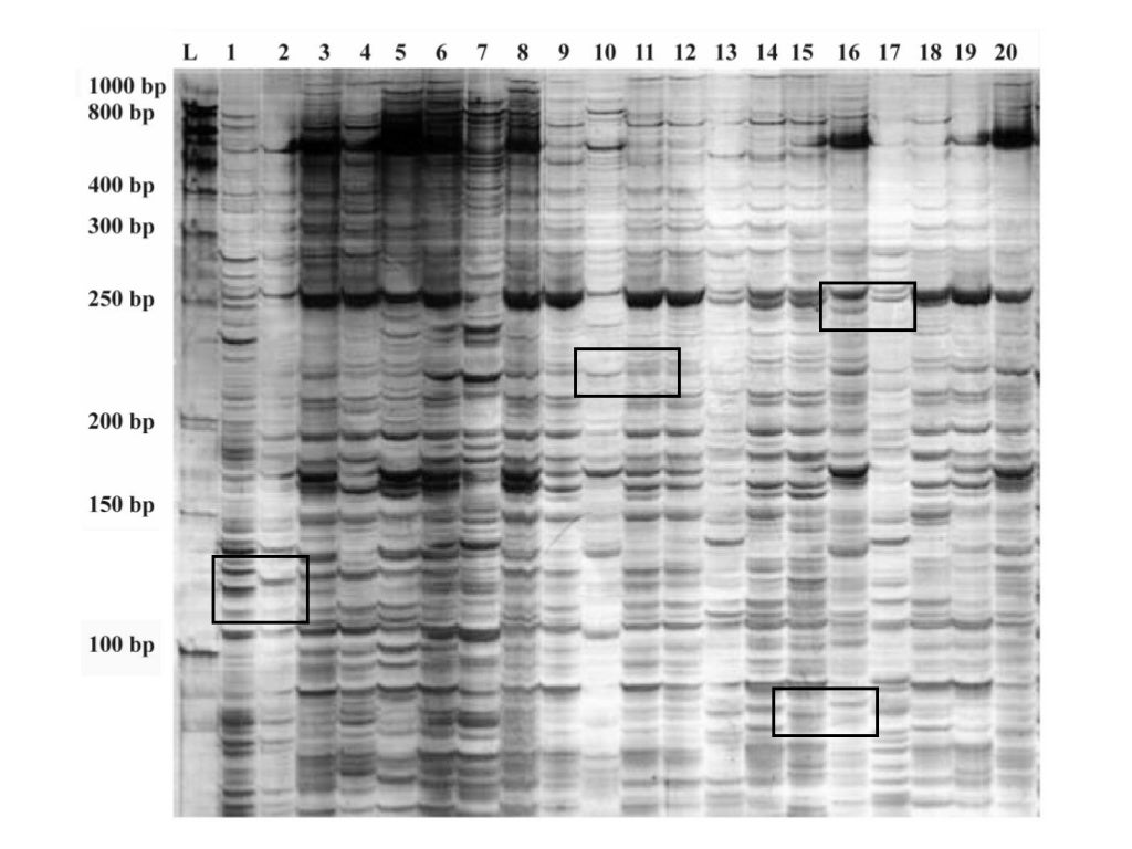15 molecular markers techniques