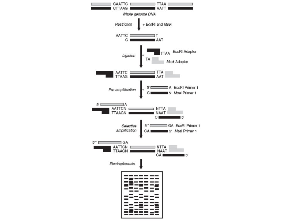 15 molecular markers techniques